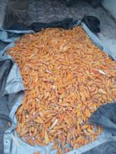 Phase 2 area corn harvest