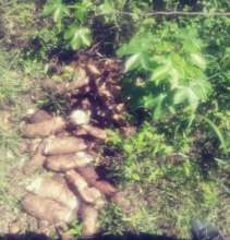 Harvesting cassava