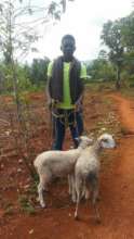 Sheep to families in remote Pestel