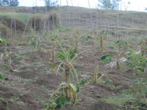 Newly planted crops beginning to grow once again