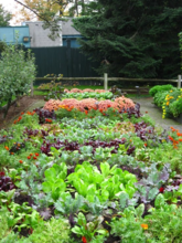 Herb & Vegetable Garden