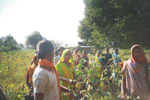 Gujarati tribal women and their cotton crops