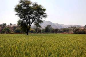 Flourished wheat farm