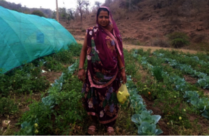 Suraj Bai in her farms