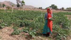 Vegetable Cultivation