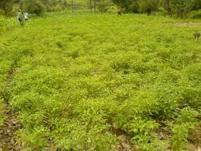 Chilli Crop a result of improved agricultural prac