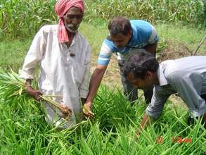 Ginger Crop