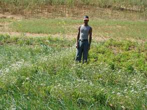 Intercropping - reaping benefits