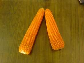 Good quality Corn