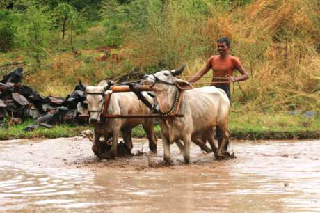 Support Poor Farmers in India