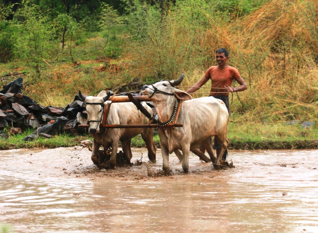 Support Small Farmers in India