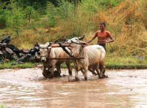 Support Small Farmers in India