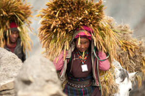 Carrying crops