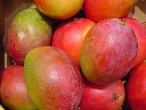 Organic Mangoes in the Philippines