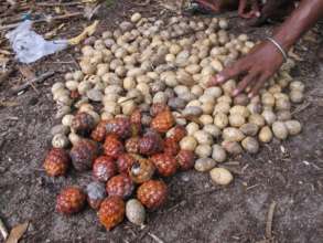 Getting raffia seeds ready for nursery