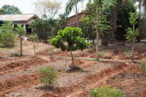 the vegetable garden