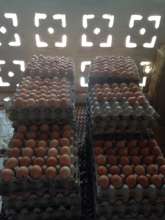 eggs collected