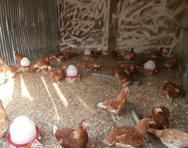 Daily Bread Farm for malnourished children - Benin