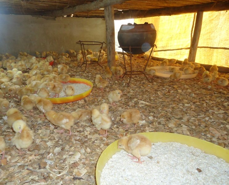 Daily Bread Farm for malnourished children - Benin