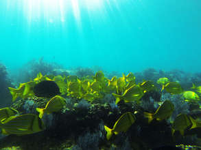 Panama Porkfish | Alejandro Olivera