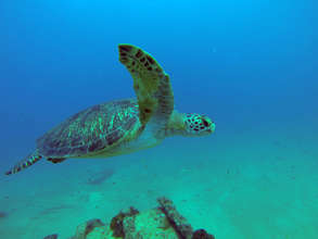 Green Turtle | Alejandro Olivera