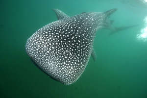 Whale Shark | Carlos Aguilera