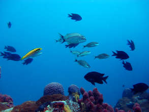 The corals and fish of Veracruz. Jose Luis Tello