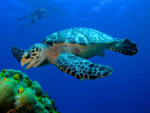 A hawksbill turtle. | Credit: Daniel Kwok