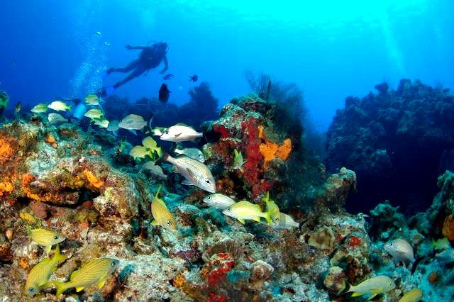 Improve Laws to Protect Corals in Latin America