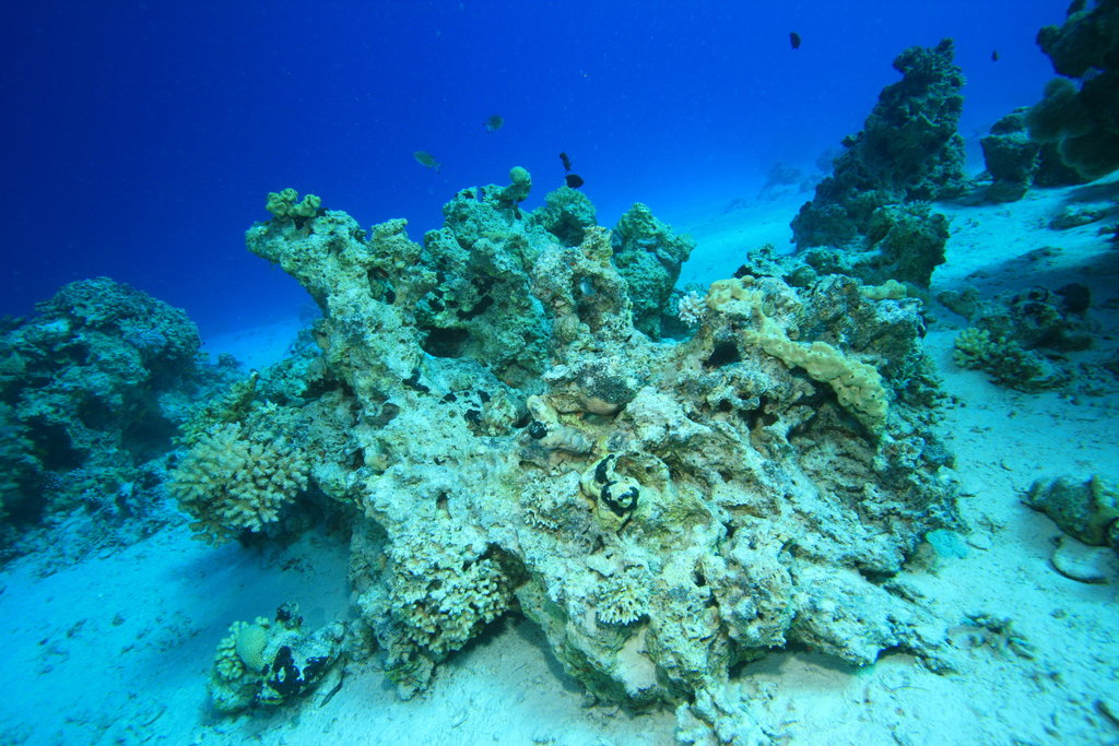 Improve Laws to Protect Corals in Latin America