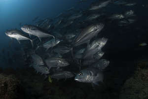 Mackerel in Cabo Pulmo, Mexico