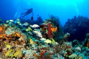 Diving in Cozumel