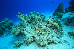 Bleached coral