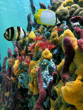 Beautiful multi-colored coral in a reef ecosystem