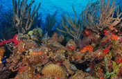 Improve Laws to Protect Corals in Latin America