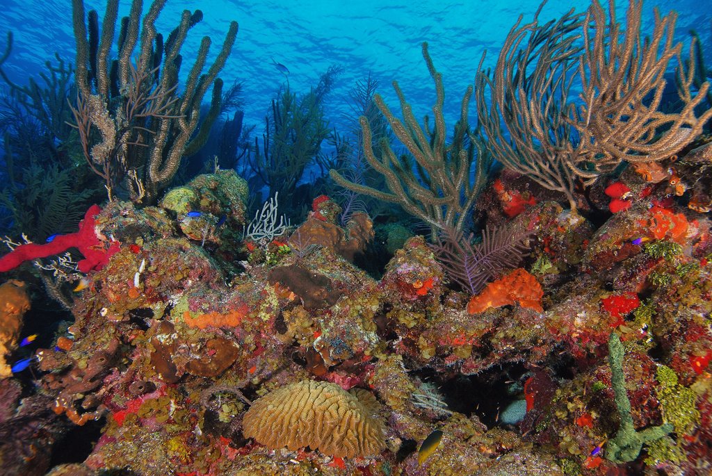 Improve Laws to Protect Corals in Latin America