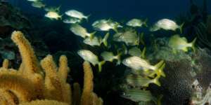 Veracruz Reef, Credit: Manuel Victoria