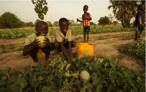 Boys enjoy the new crop of melons
