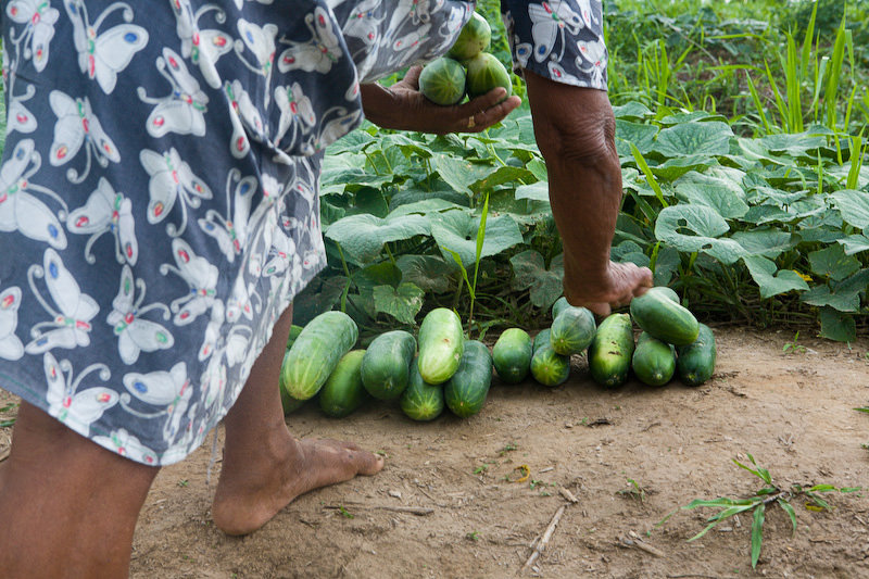 Harvesting Hope for Indigenous Women in Nicaragua