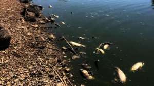 Fish Kill