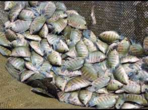 Talim Island Aquaculture