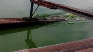 Talim Island Post-Typhoon Algae