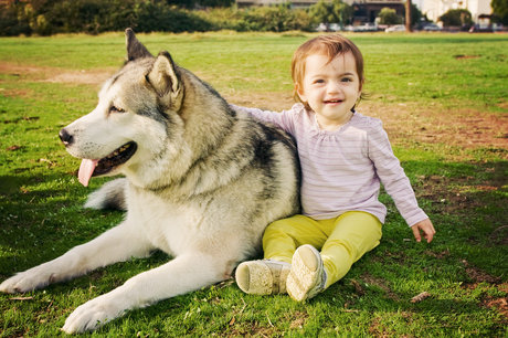 Protecting Pets In Domestic Violence