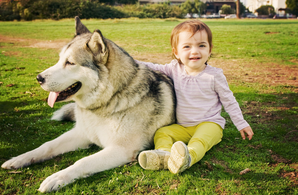 Protecting Pets In Domestic Violence