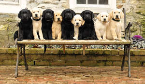 The Gratitude Litter