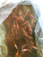 fishes 2
