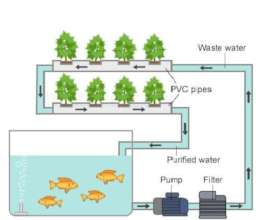 Aquaponic System