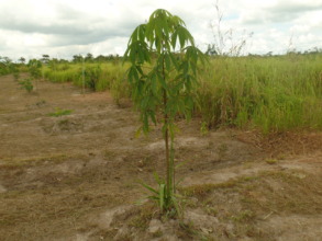 Ten month old Lupuna tree