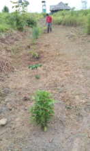 Medicinal garden pathway