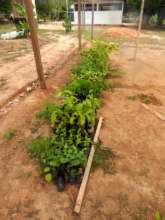 Small trees ready to be planted for reforestation